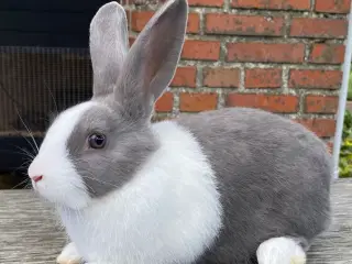 HOLLÆNDER HAN BLÅ