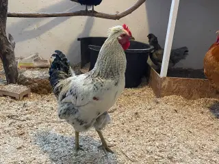 2 smukke fyr søger nyt hjem