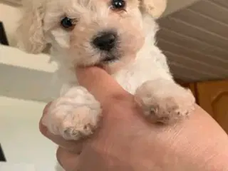 Maltipoo hvalpe 