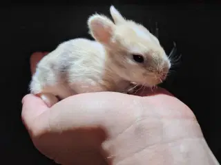 Indendørs Frikanin 🐰