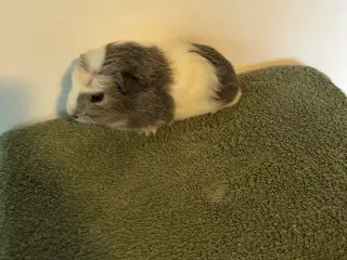 2 han marsvin sælges