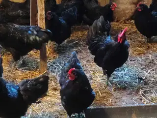 Dværg australorps 