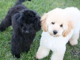 Dværg- og Toypuddel – to fantastiske drenge