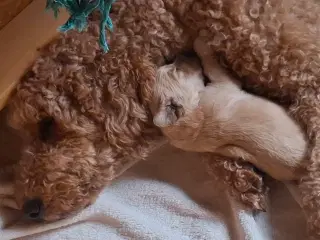 Goldendoodle/Labradoodle