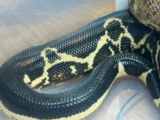 Boa1.0wildtype100%het leopard100%het Albino kahl