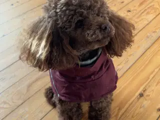 Toy puddel 