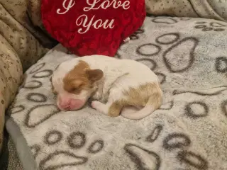 Cavapoo