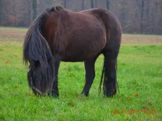 Pony / selskabspony