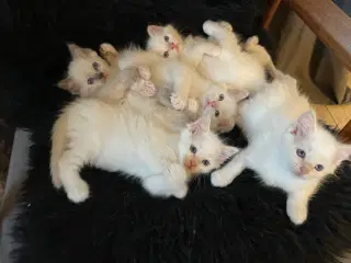 Hellig Birma killinger