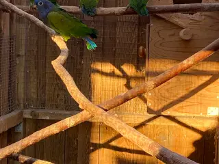 Papegøjer Pionus 