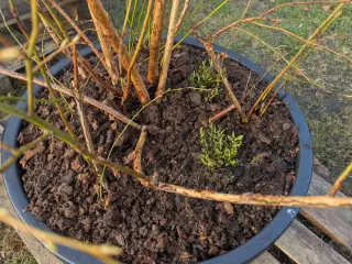 Blåbær Plante