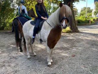 Frida islænder hoppe