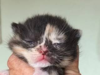 Maine coon bl. Poly