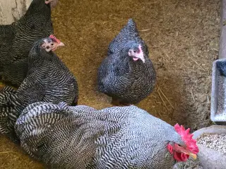 Plymoth Rock høns