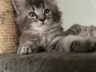 Maine coon killinger