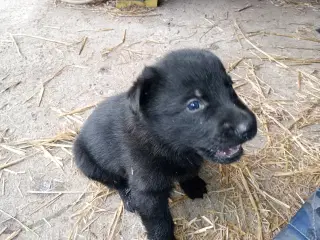 Schæfer hvalpe sorte DKK