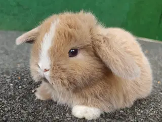 Minilop