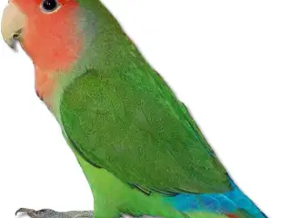 Købes tam dværgpapegøje 