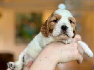 Engelsk cocker spaniel/ Cavalier King Charles 