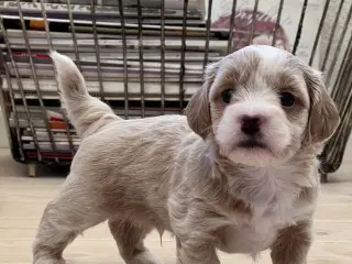 🧡Smukke Bichon Havanais 🧡