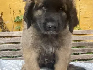 Leonberger tæve hvalp