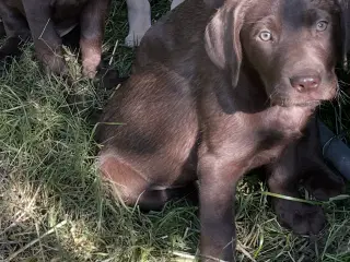 Brun labrador 