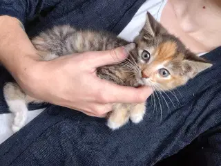 Hun killing 8 uger halv maine coon