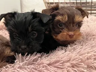 Chokolade Yorkshire Terrier