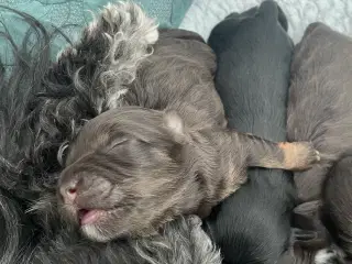 Lækre choko og sorte Bichon Havanais-hvalpe