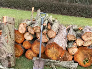 Oprydning af storm væltede træer