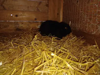 Kanin unger fransk vædder