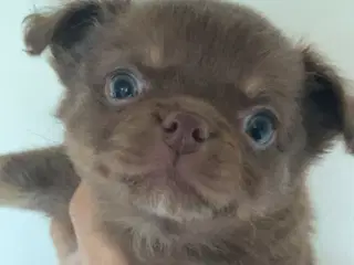 Han langhåret chokolade