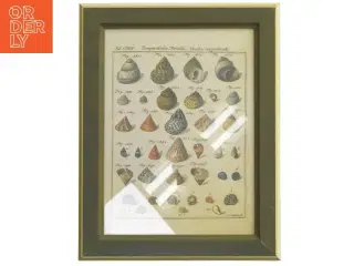 Billedramme med illustration af snegle fra IKEA (str. 30x23,5 cm)