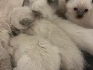 Siameser/hellig Birma 