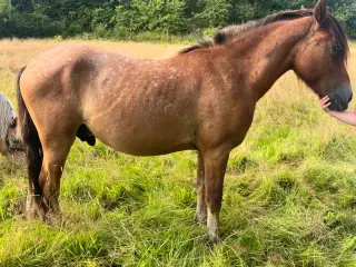 2 og 3 års plage