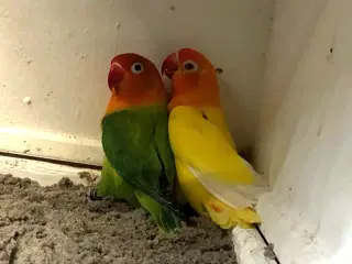 Rødhovedet Dværgpapegøje