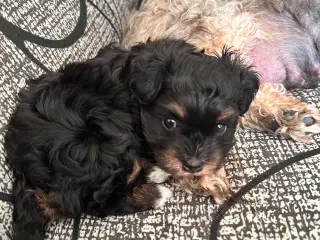 Bichon Havanais hvalp 
