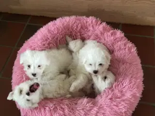 Coton de Tulear