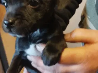 blandings hund ds gårdhund chichacha