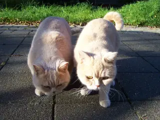 British Shorthair - 2 kammerater søger nyt hjem.