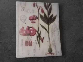 Lilium – Vintage botanisk elegance i miniature