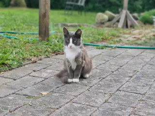 Huskat 