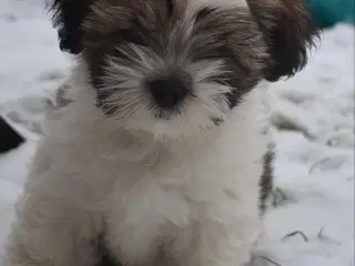 En skøn Lhasa apso dreng m. Stamtavle