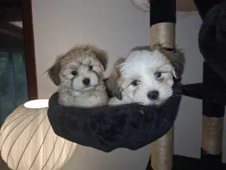 Lhasa apso / malteser
