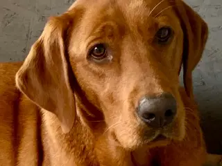 Røde labrador hvalpe