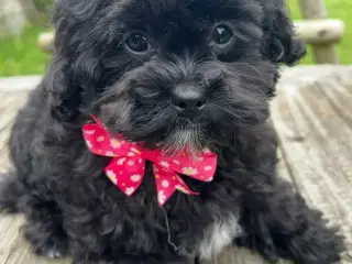 Mini Shihpoo hvalpe(Shih Tzu /Puddel 