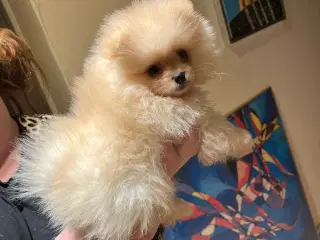 Så der kun lille Conrad tilbage