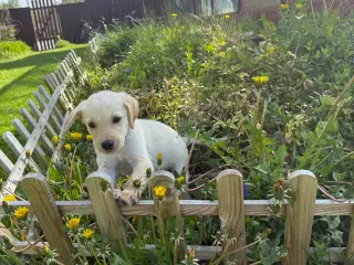 Golden Retriever x Hvid Schæfer – Kun 2 tilbage 