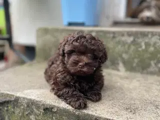Hunde hvalp 