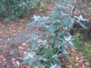 Sommerfuglebuske - fra 30 - 80 cm, gode planter